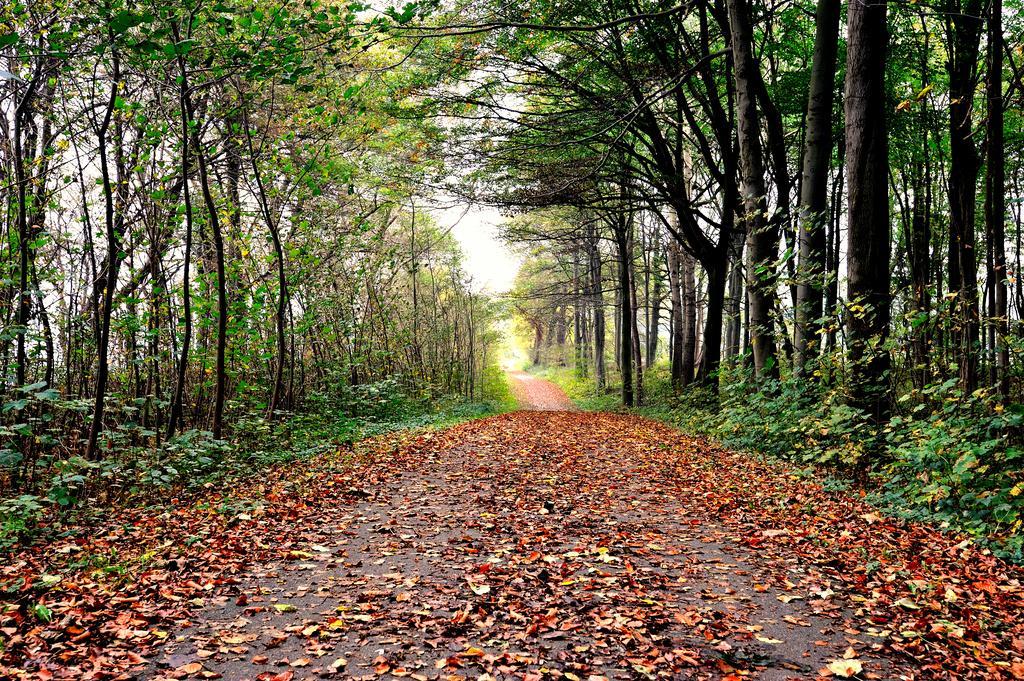 Schlossgut Gross Schwansee Luaran gambar A forest in the autumn